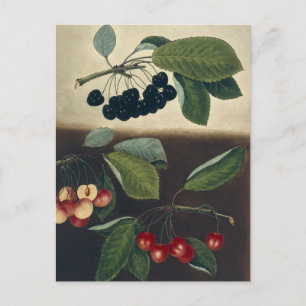 Botanisk illustration av körsbär vykort
