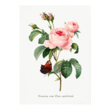 Botanisk illustration av rosa ros och fjäril