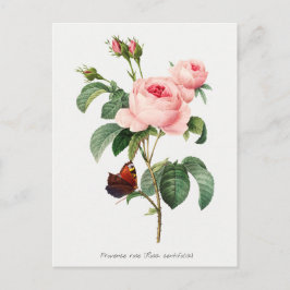 Botanisk illustration av rosa ros och fjäril vykort