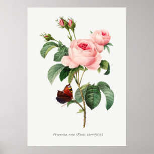 Botanisk illustration av Rosa ros och fjärilspapp Poster