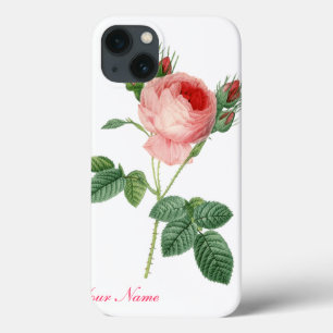 botanisk illustration av rosa ros vintage