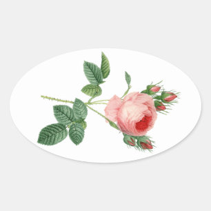 botanisk illustration av rosa ros vintage ovalt klistermärke