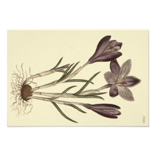Botanisk illustration av stora Lila Vår Crocus Fototryck
