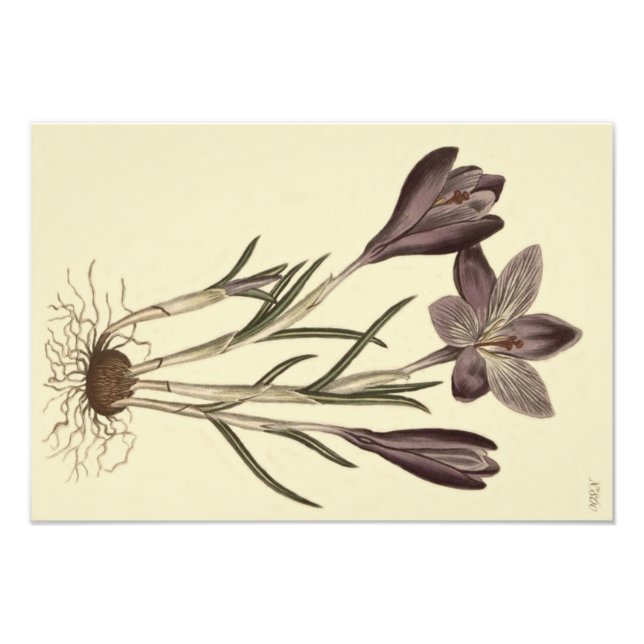 Botanisk illustration av stora Lila Vår Crocus Fototryck (Framsidan)