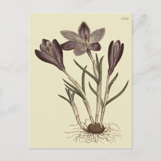 Botanisk illustration av stora Lila Vår Crocus Vykort (Framsida)