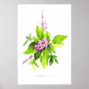 Botanisk illustration av thailändska basliska bäck poster