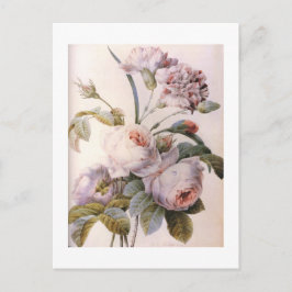botanisk illustration av vintage, rosa ros vykort