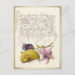 botanisk illustration av vintagens antika kalligra vykort