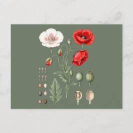 Botanisk illustration blomsterkonst. vykort