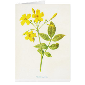 Botanisk illustration för gul jasminvintage hälsningskort