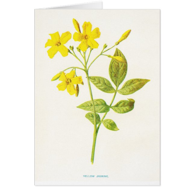 Botanisk illustration för gul jasminvintage hälsningskort (Framsidan)