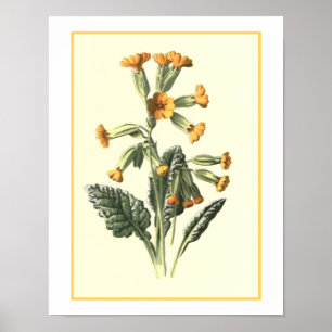 Botanisk illustration "för gullviva" poster