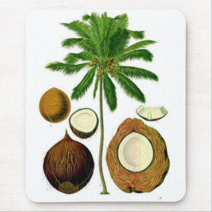 Botanisk illustration för kokosnötträd musmatta