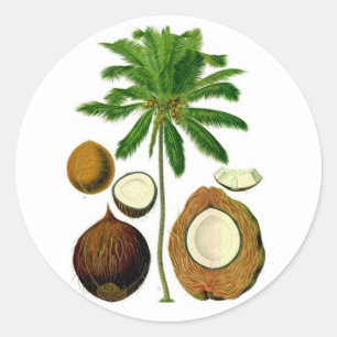 Botanisk illustration för kokosnötträd runt klistermärke