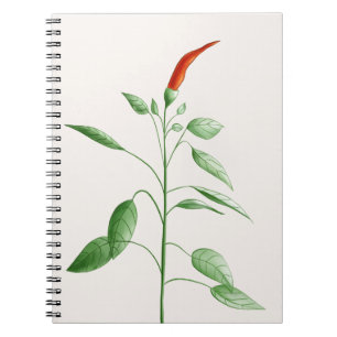 Botanisk illustration för varm Chilipepparväxt Anteckningsbok