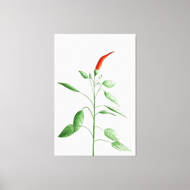 Botanisk illustration för varm Chilipepparväxt Canvastryck (Framsida)