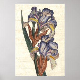 Botanisk illustration från 1800-talet i Iris Poster