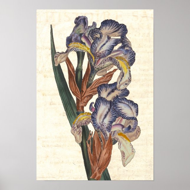 Botanisk illustration från 1800-talet i Iris Poster (Framsidan)