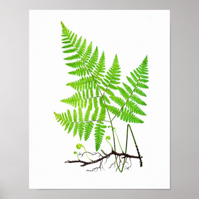 Botanisk illustration nr 1 av fernutskrift poster (Framsidan)