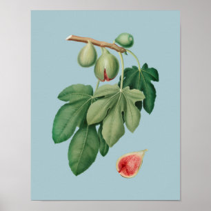 Botanisk illustration poster