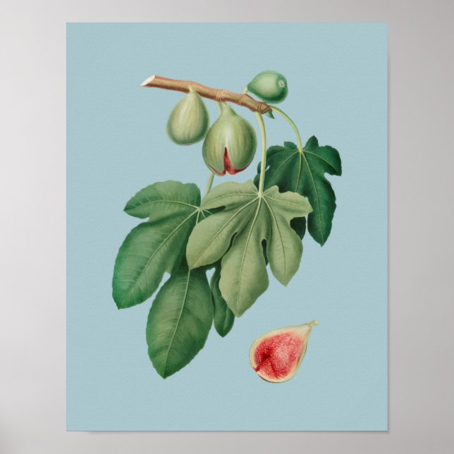Botanisk illustration poster (Framsidan)