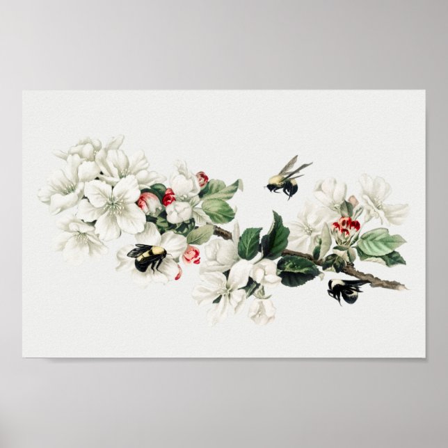 Botanisk illustration poster (Framsidan)