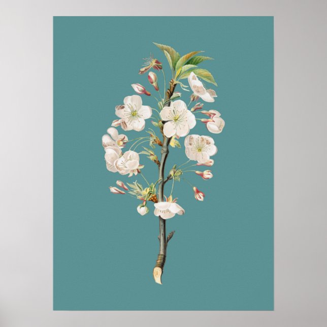 Botanisk illustration poster (Framsidan)