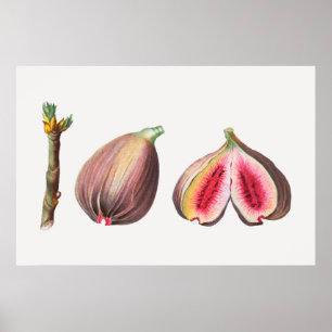 Botanisk illustration poster
