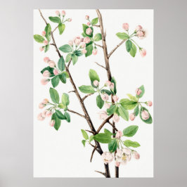 Botanisk illustration poster