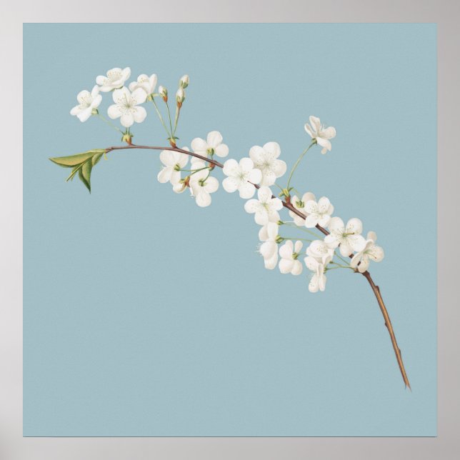 Botanisk illustration poster (Framsidan)
