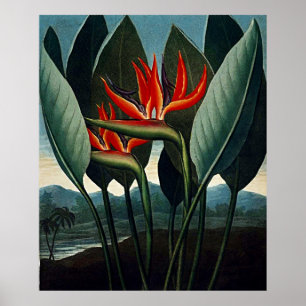 Botanisk konst av Paradise-fågeln Poster