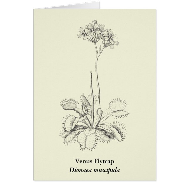 Botanisk konst för Carnivorous växt OBS Kort (Framsidan)