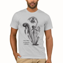 Botanisk konst för kobraväxt