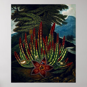 Botanisk konst tempelet av floror Stapedia Poster