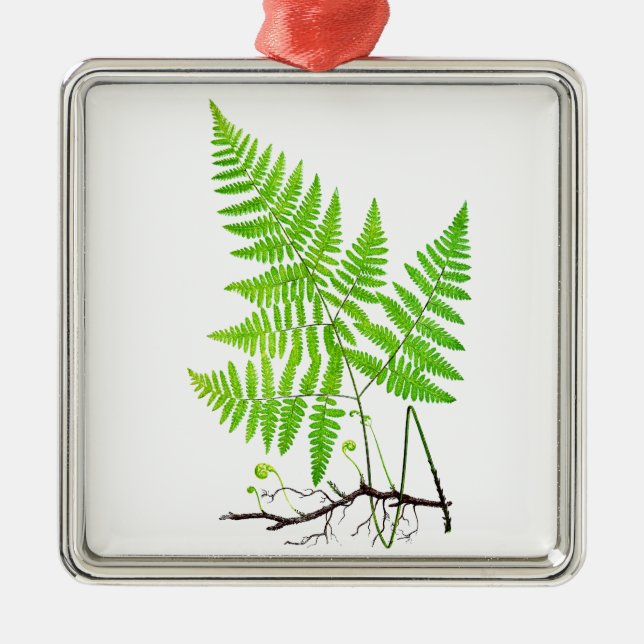 Botanisk konstillustration för grön Fern Julgransprydnad Metall (Framsidan)