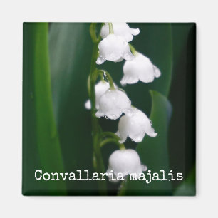 Botanisk magnet för liljekonvalj