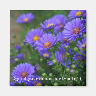 Botanisk magnet för New York Aster