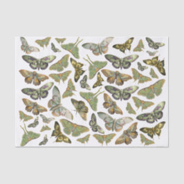 Botanisk Moths Silhuett, Luna Moth Kollektion