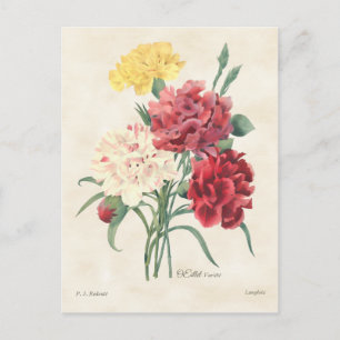 Botanisk nejlikavintage vykort