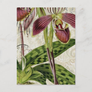 botanisk orkid av romantisk parisisk tropisk frans vykort