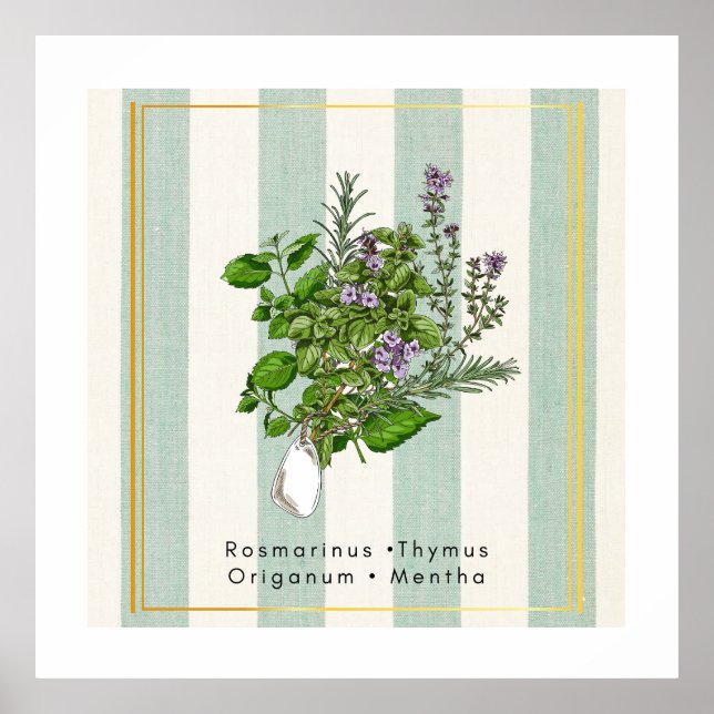 Botanisk örtagårdsblandning - Salvia köksart Poster (Framsidan)