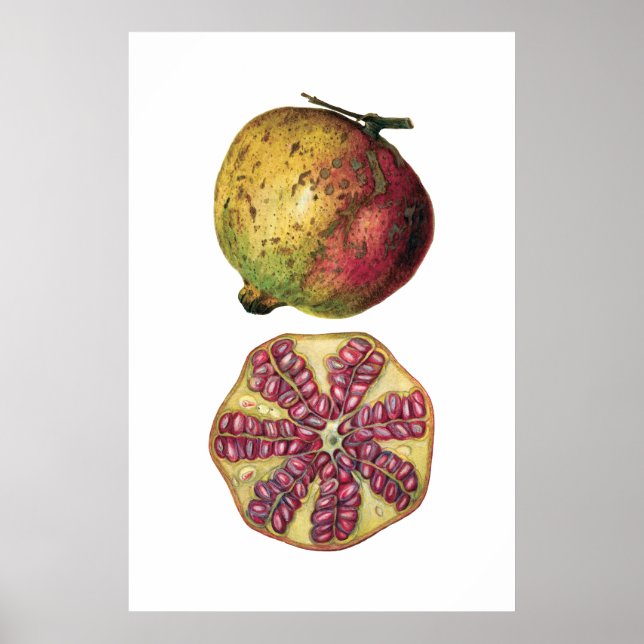 botanisk poster av POMEGRANATE-frukt (Framsidan)