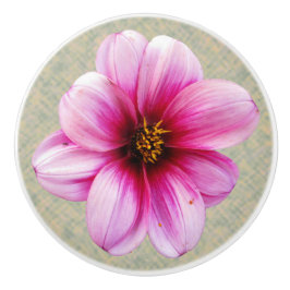 Botanisk rosa Dahliablomma på någon färg Knopp