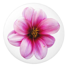 Botanisk rosa Dahliablomma på någon färg Knopp