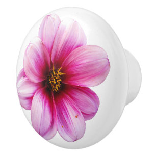 Botanisk rosa Dahliablomma på någon färg Knopp