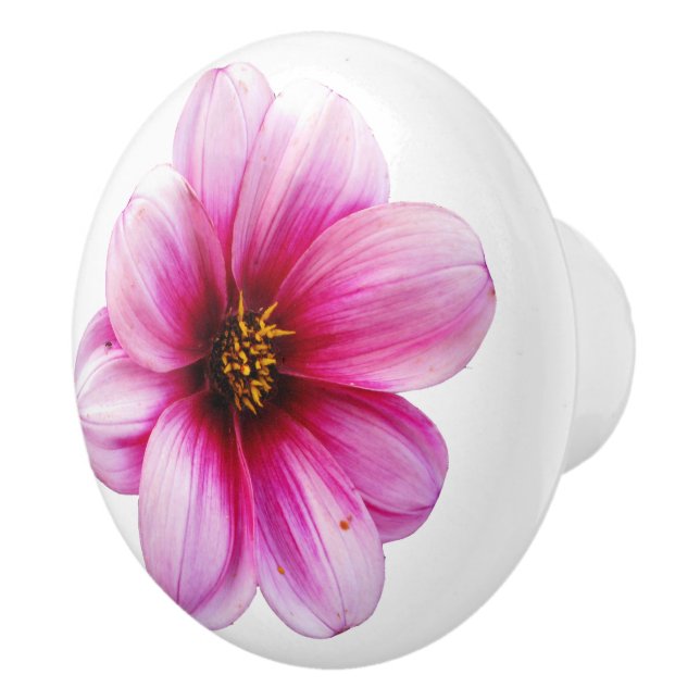 Botanisk rosa Dahliablomma på någon färg Knopp (Höger)