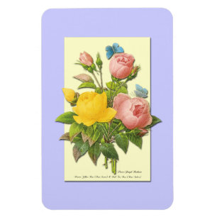 Botanisk Rosa Gul ros Magnet