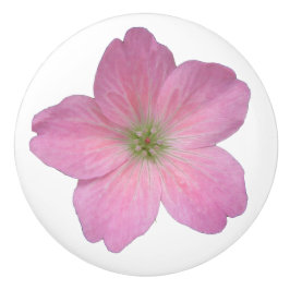 Botanisk rosa pelargonblomma på någon färg knopp