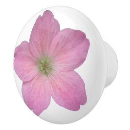 Botanisk rosa pelargonblomma på någon färg knopp