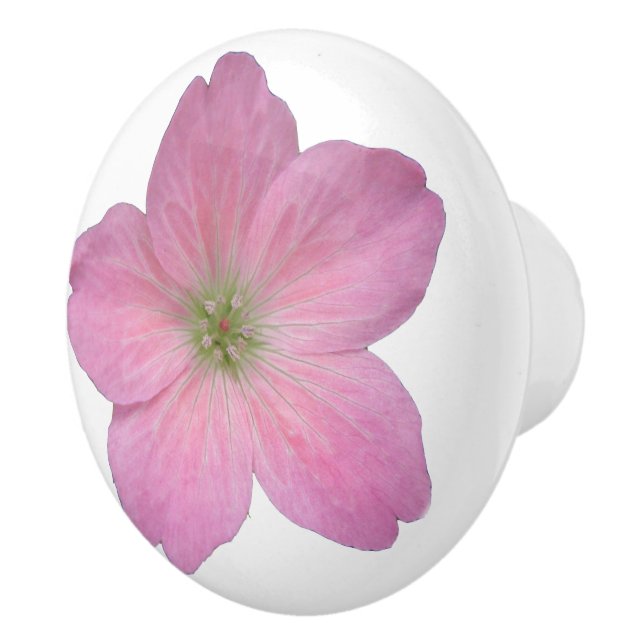 Botanisk rosa pelargonblomma på någon färg knopp (Höger)